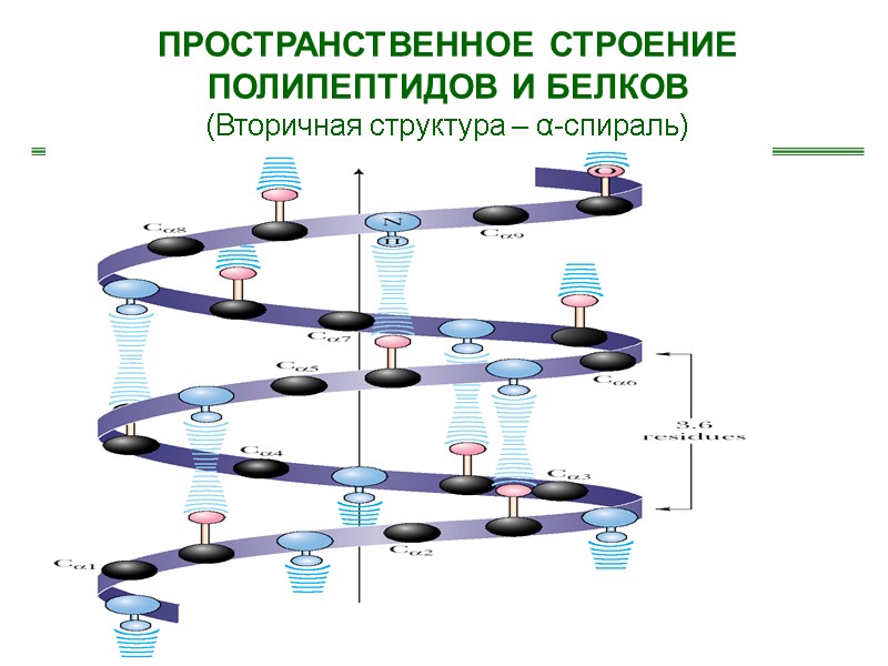 ПРОСТРАНСТВЕННОЕ СТРОЕНИЕ ПОЛИПЕПТИДОВ И БЕЛКОВ (Вторичная структура – α-спираль)